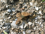 28153 Butterfly sitting on shell path Wall Brown (Lasiommata Megera).jpg
